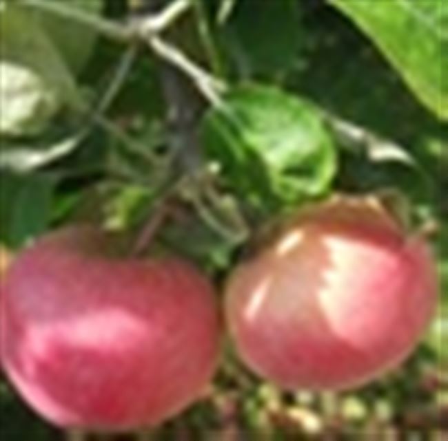 Описание сорта яблоня Июльское Черненко