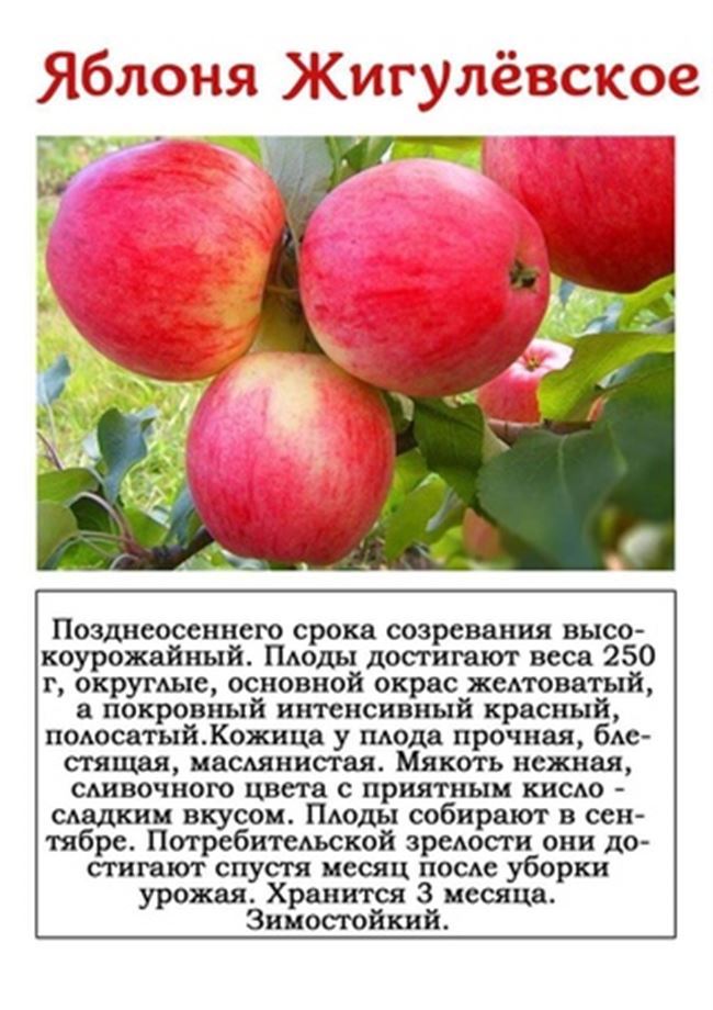 Состав яблок: