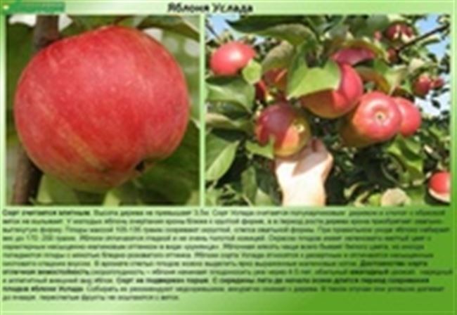 Подходит ли климат Ленинградской области для выращивания яблонь