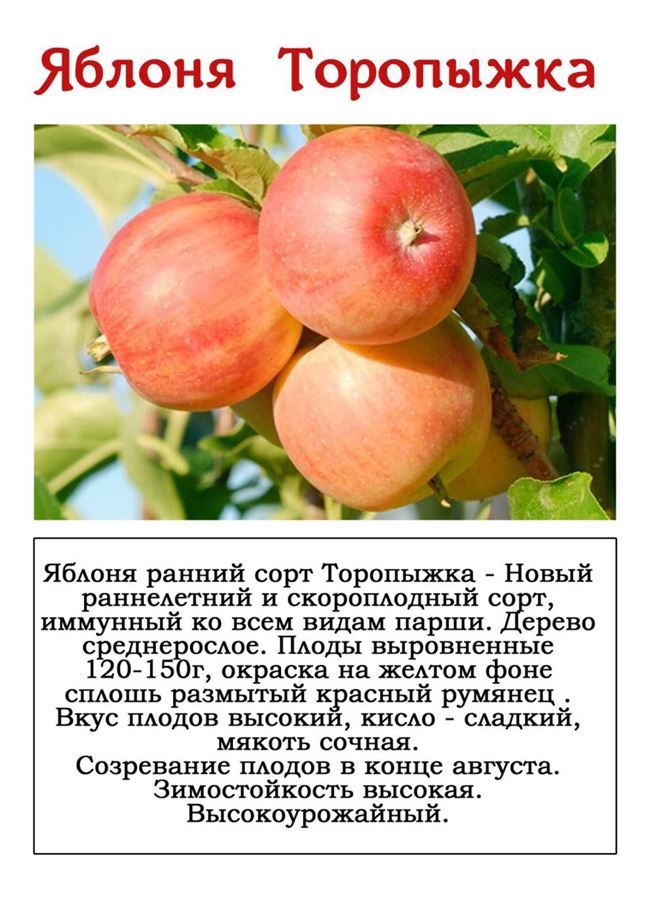 Описание яблони Малиновка
