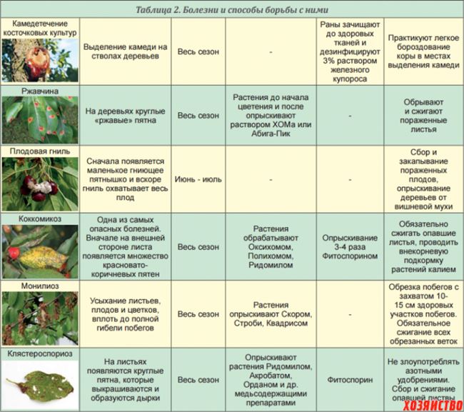 Таблица: санитарные и профилактические мероприятия против болезней и вредителей яблони