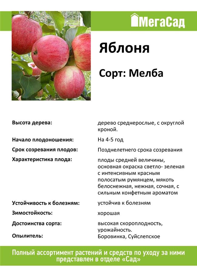 Основные болезни яблони Мельба