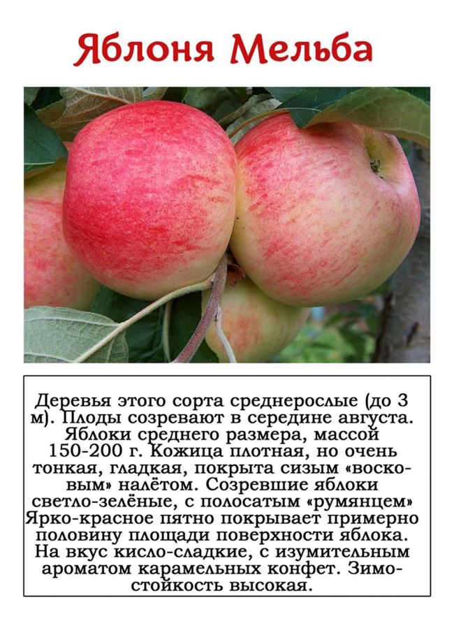Таблица: вероятные вредители яблони Мельба