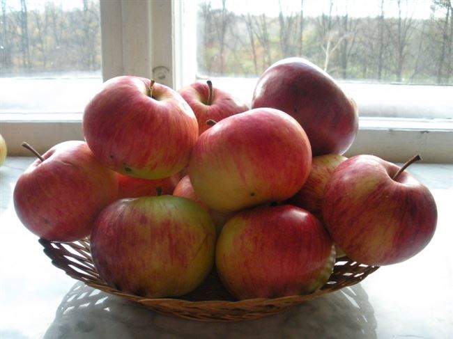 Сорт яблони Минусинское десертное (Надежда). Описание, фото, отзывы