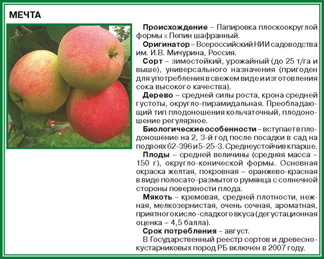 Яблоня Морозовское — описание и характеристика