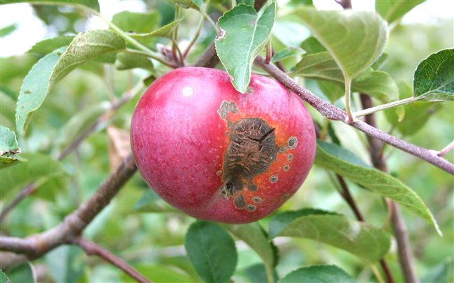 Фото заболевания яблони - парша