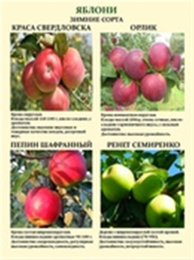 Таблица: основные болезни яблонь и их лечение