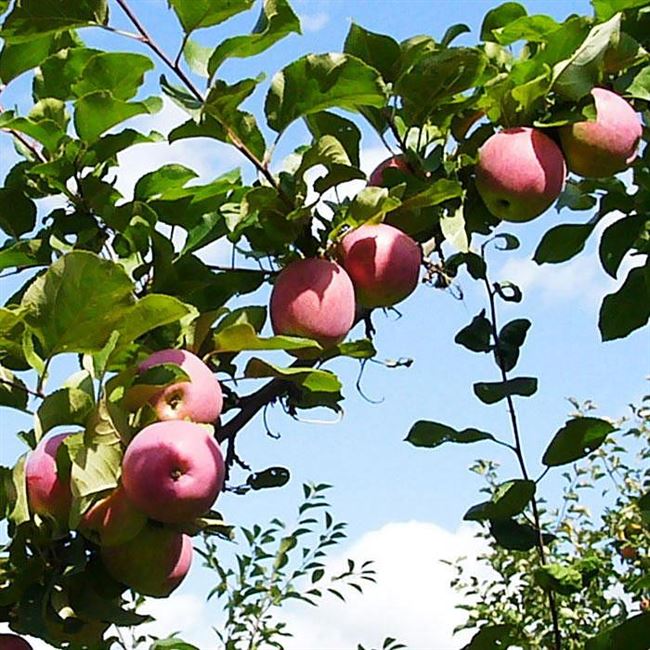 Описание яблок и дерева