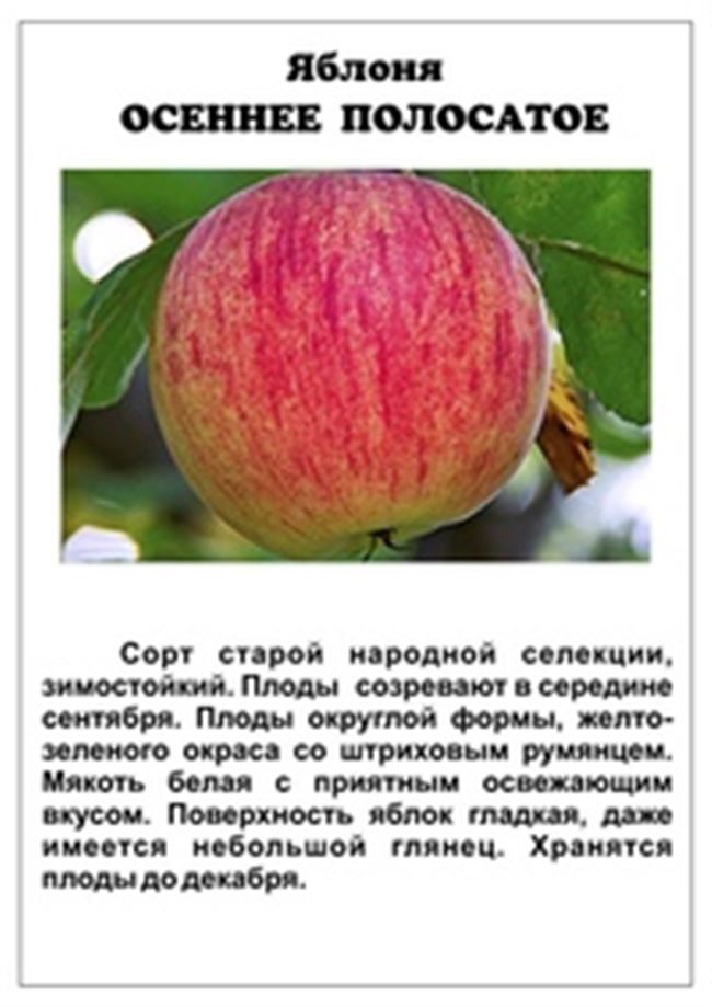 Описание сорта яблони Осеннее полосатое