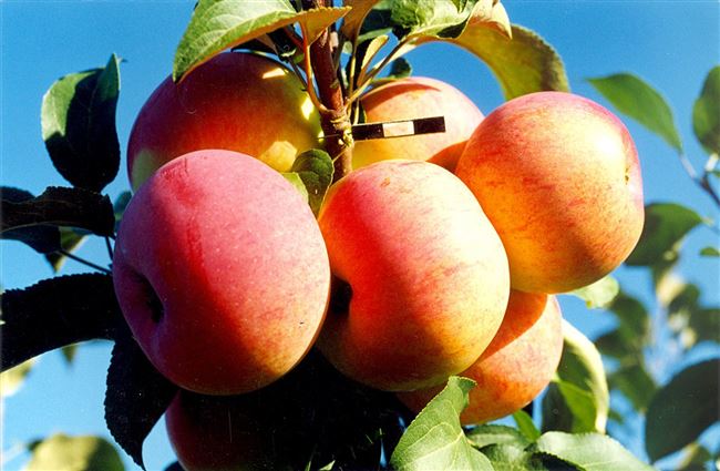 Видео: чем удобрять яблоню