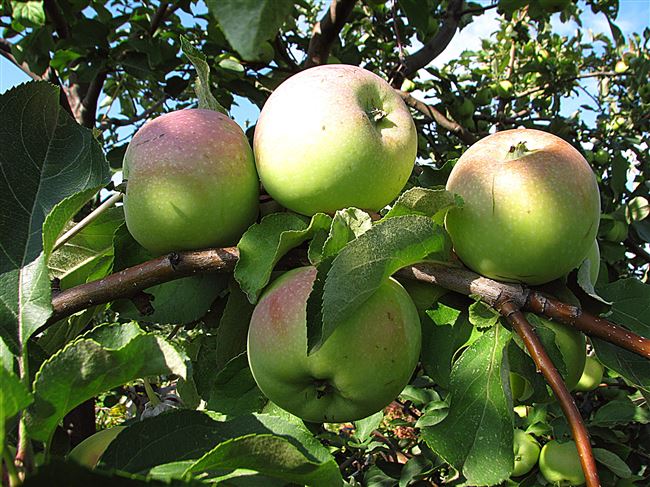 Выращивание яблонь