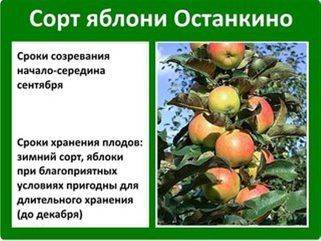 Степень зрелости яблок при уборке для длительного хранения