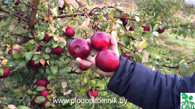 Видео: экспресс метод подкормки яблони
