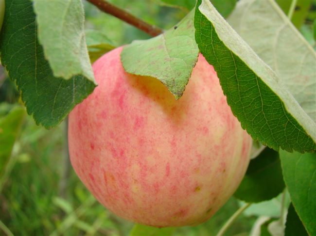 Отзывы садоводов о яблоне