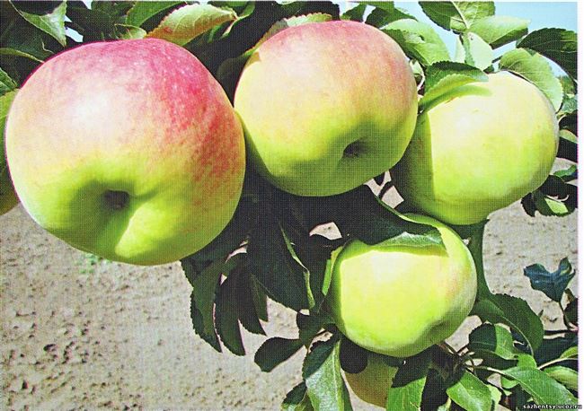 Описание сорта яблони Скала, основные характеристики и отзывы садоводов