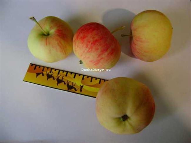 Описание сорта яблони Соковое