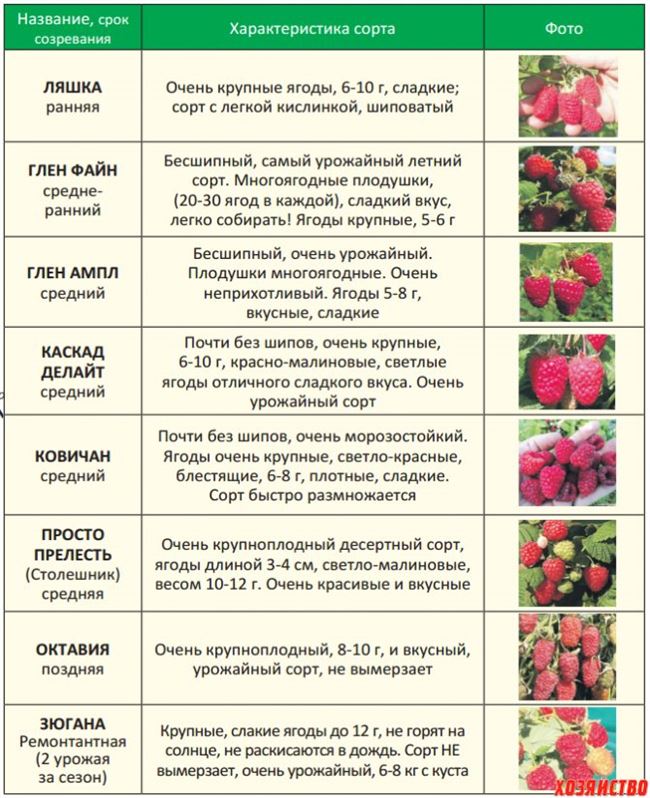 Основные опылители и сроки цветения