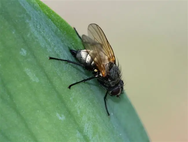 Ирисовая муха или цветочница