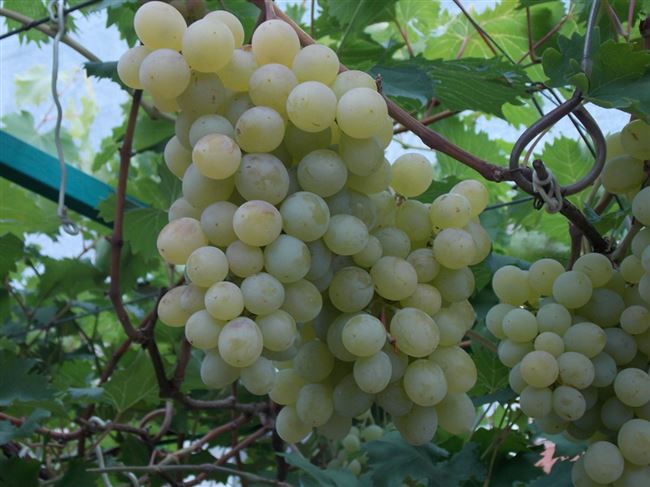 Плюсы и минусы сорта винограда Ванюша