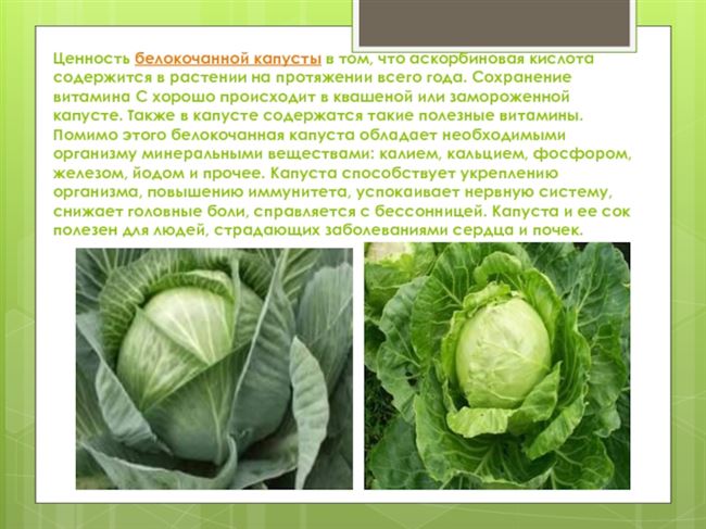 Про овощи - технология выращивания, агротехника, советы,отзывы