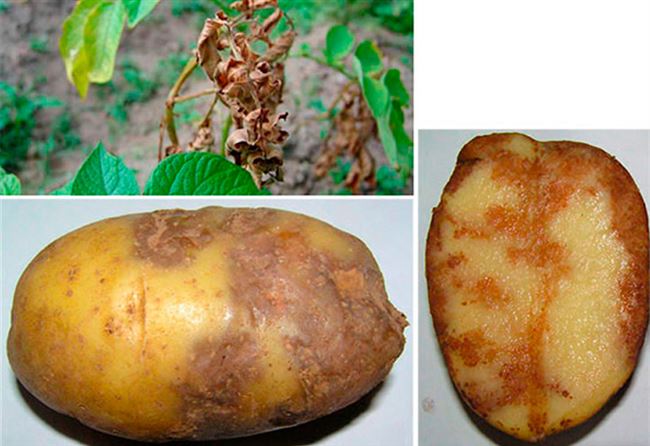 Борьба с фитофторой картофеля - народные методы борьбы и препараты