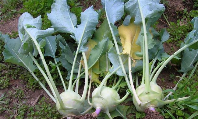 Капуста кольраби — выращивание и уход, видео