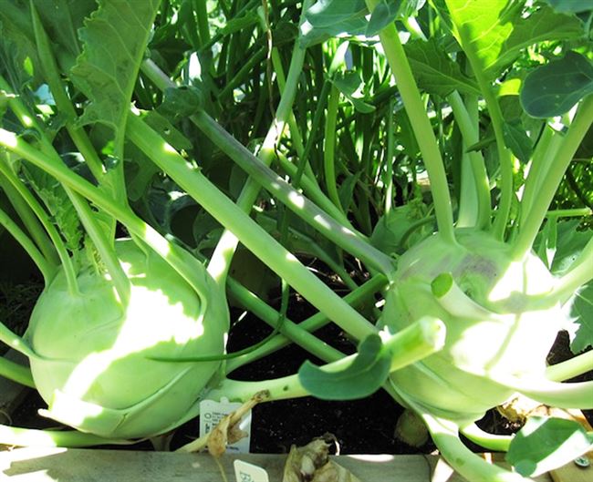 Капуста кольраби — выращивание и уход после посадки