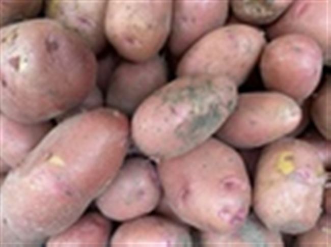Сорт картофеля «Бурновский» – описание и фото