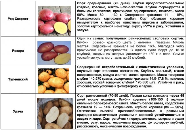Лучшие сорта картофеля для выращивания в России и их описание