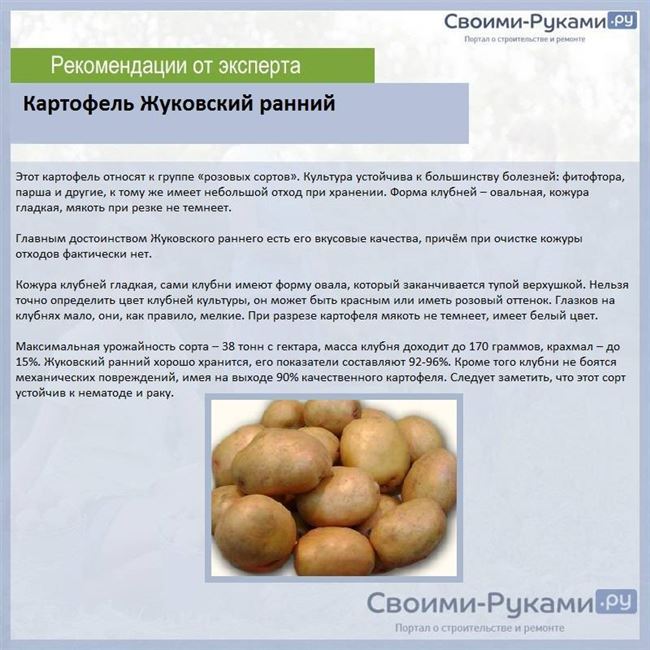Сорта картофеля — фото и описание. По срокам созревания и вкусовым качествам