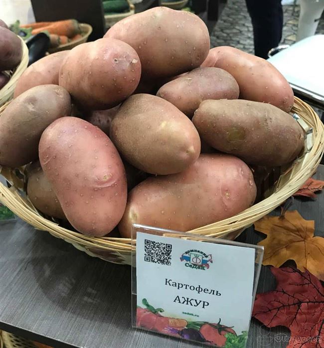 Описание лучших сортов картофеля — по отзывам садоводов