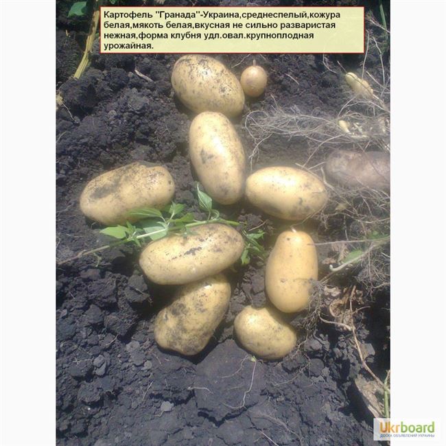 Сорт картофеля «Королле (Corolle)» – описание и фото