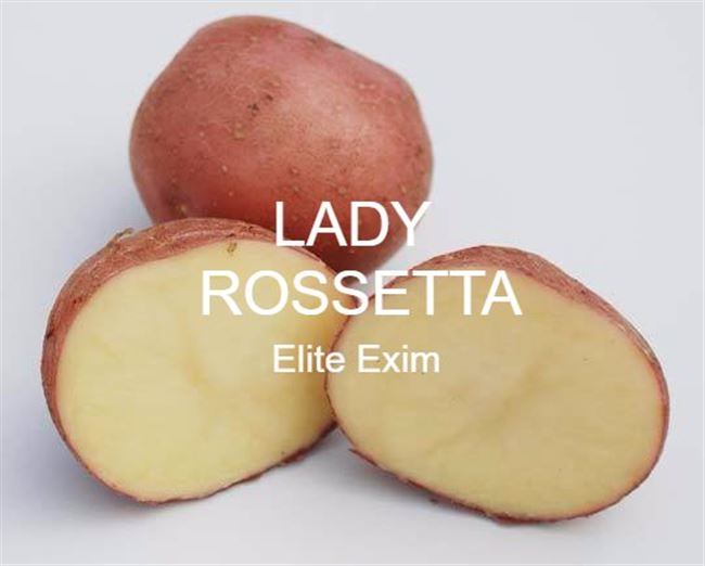Картофель сорта «Леди Розетта»