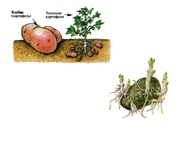 Размножение картофеля сегментами проростков