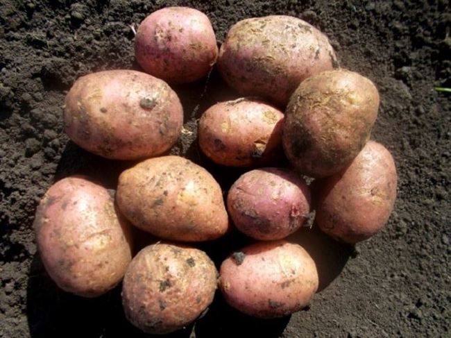 Описание лучших сортов картофеля — по отзывам садоводов