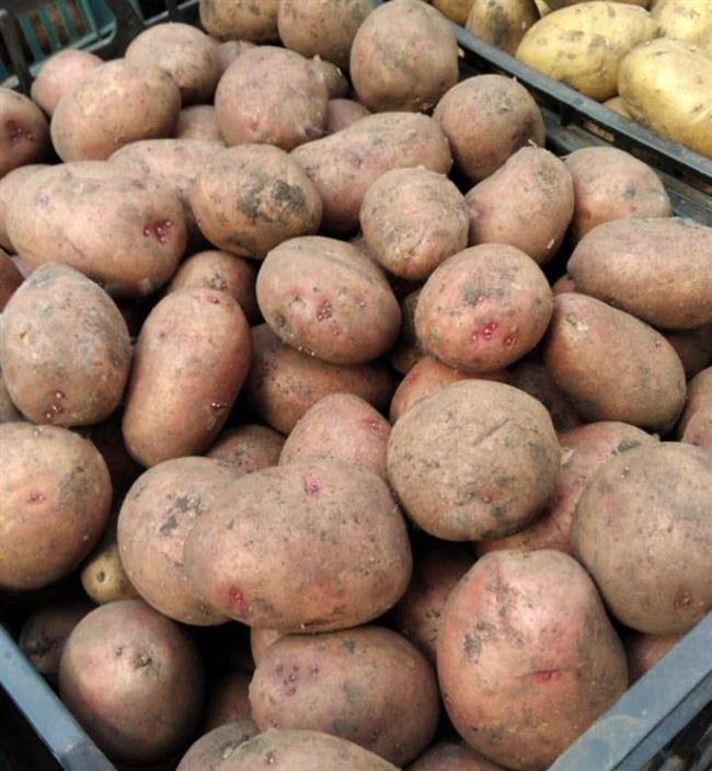 Лучшие скороспелые сорта картошки для России — характеристика