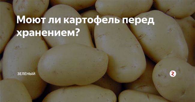 Мытую картошку можно хранить зимой. Помыть картофель перед хранением. Можно ли мыть картошку перед хранением. Коронада картофель. Мыть картошку перед хранением на зиму нужно.