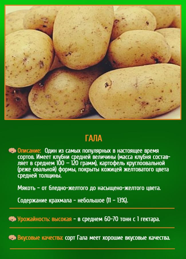 Картофель «Гала» - описание сорта