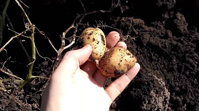 Видео: выращивание картофеля из семян