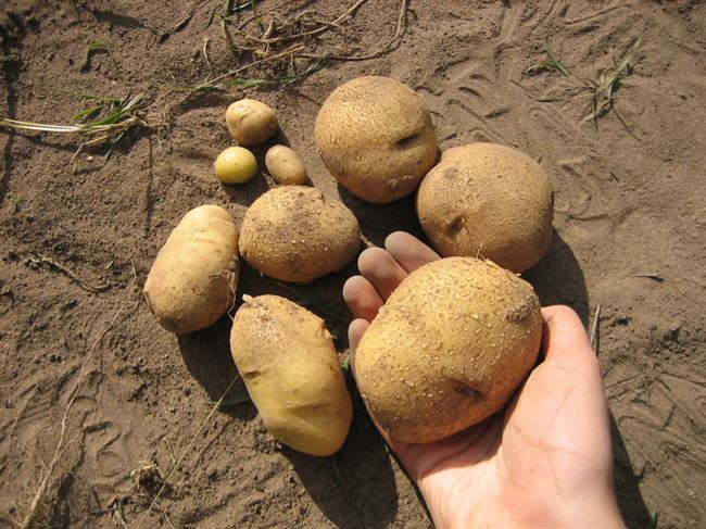Сорт картофеля лина характеристика отзывы