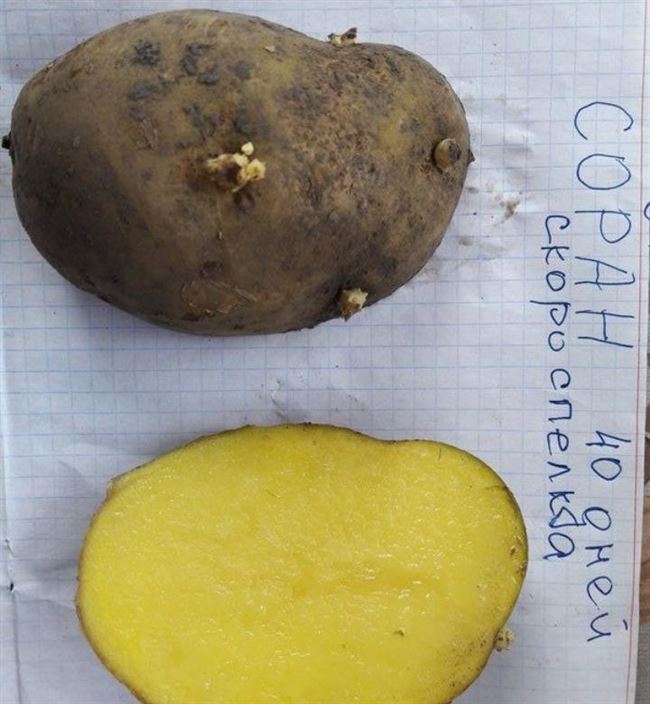 Картофель ‘Пензенская скороспелка’
