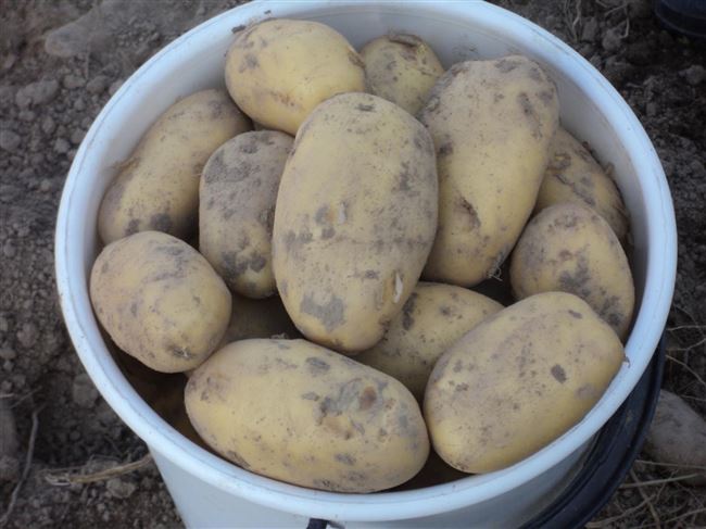 Сорт картофеля «Пензенская скороспелка» – описание и фото