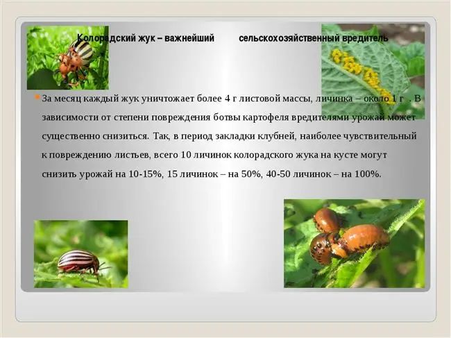 Заключение диссертации по теме «Защита растений», Наумова, Надежда Ивановна