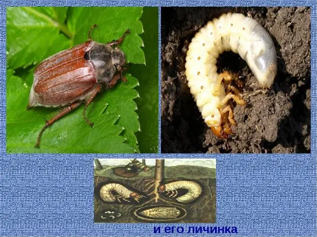 Как распознать присутствие майского жука?