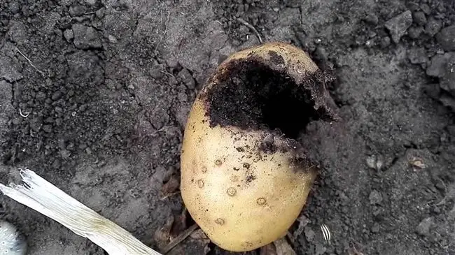 Причины появления вредителей в картофеле