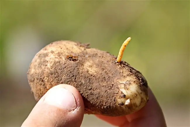 Как определить, что в картофеле завелся проволочник