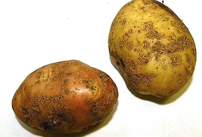Сорта, устойчивые к картофельному раку 