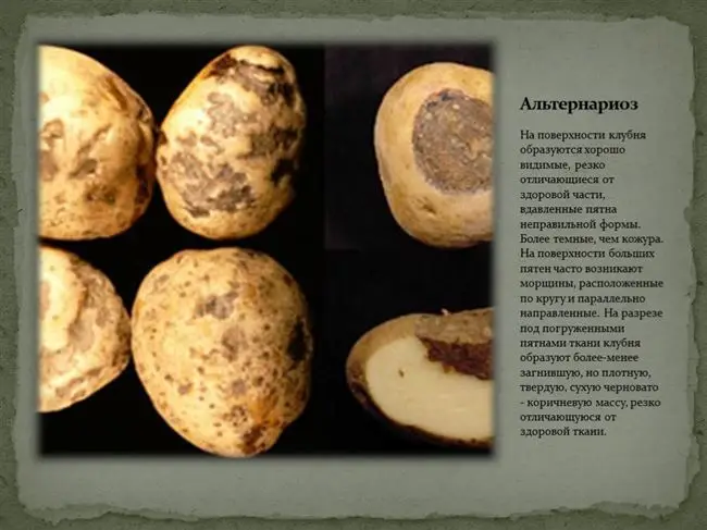 Причины заболевания картофеля