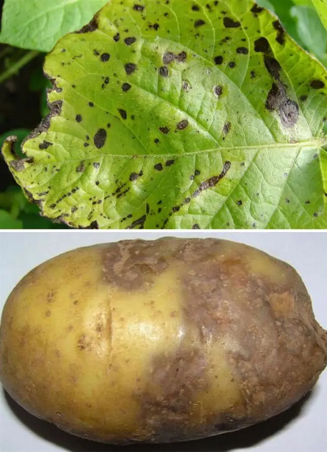 Устойчивые сорта картошки