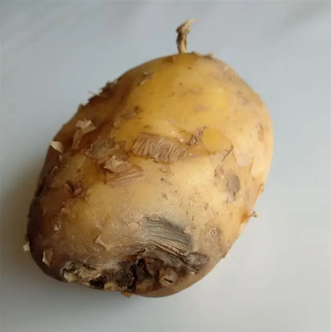 Методы борьбы с фомозной гнилью картофеля